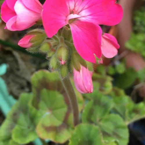 ゼラニウムのセンスの良い活用方法 Greensnap グリーンスナップ