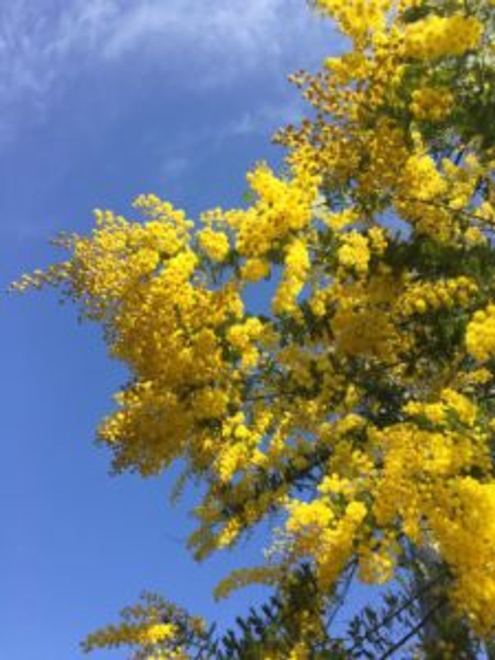 Photo by ポパイさん