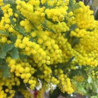 ミモザアカシアの水やりのポイントなどについてご紹介します！の画像
