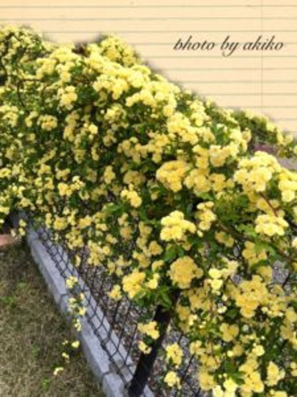 Photo by ⁂akiko⁂さん