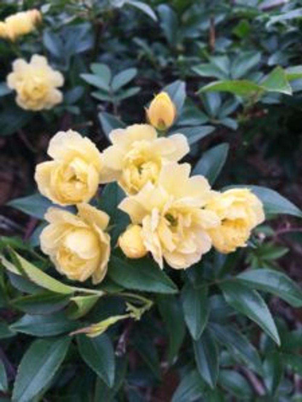 Photo by LittleDarlingさん