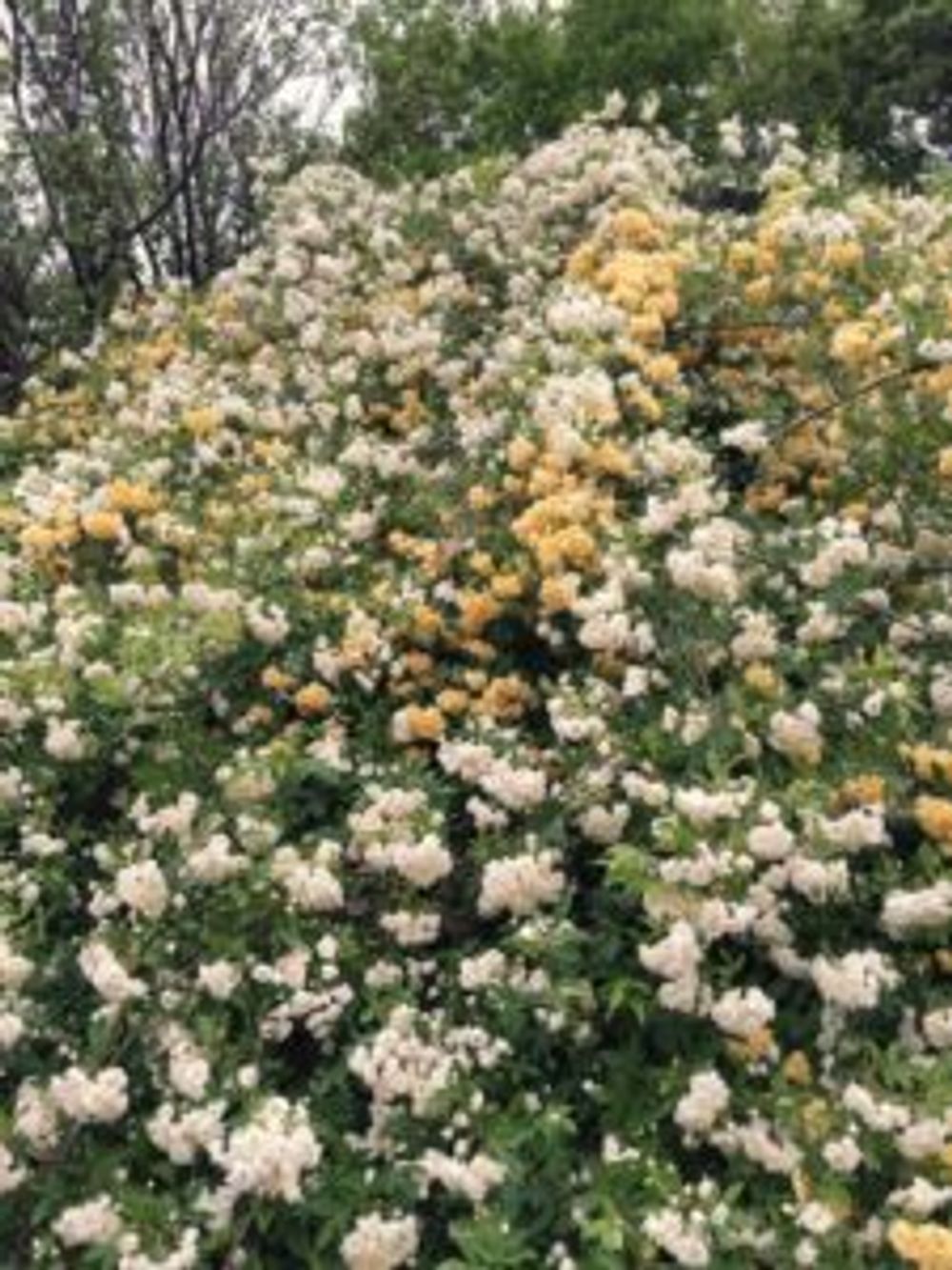 Photo by ギボウシさん