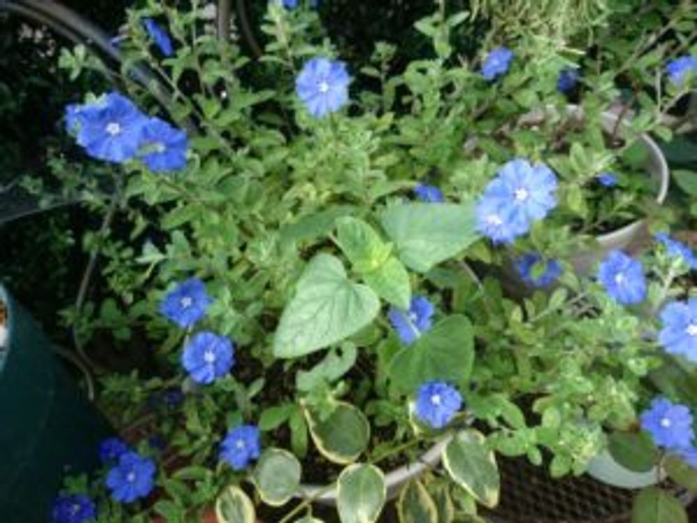 Photo by ヒロリンパさん