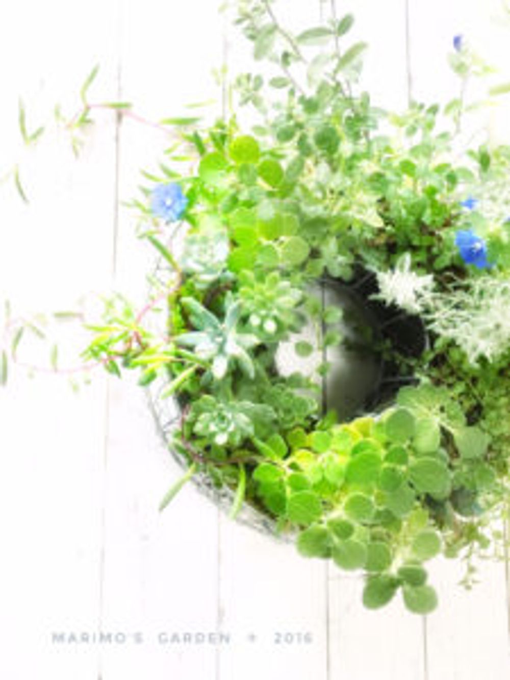 Photo by マリモさん