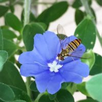 センス抜群の植物！アメリカンブルーを育ててみよう！の画像