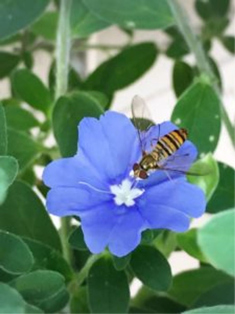 Photo by carmineさん