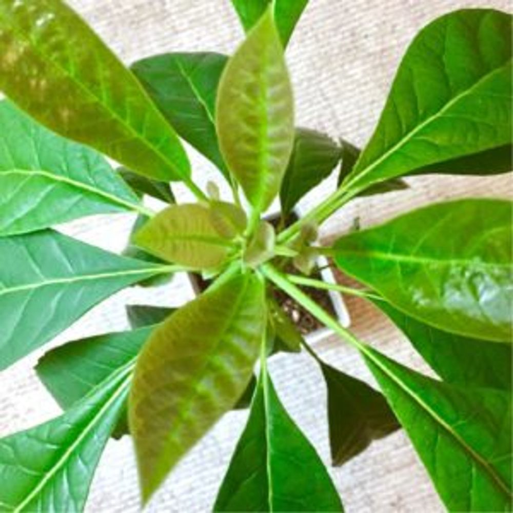 Photo by 草娘さん