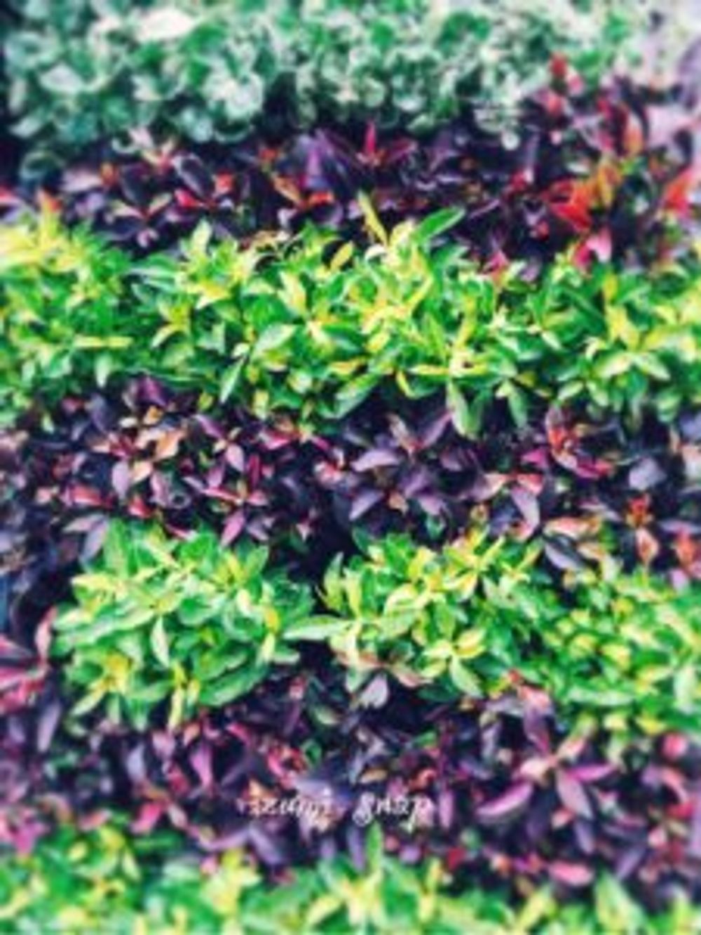 Photo by Izumiさん