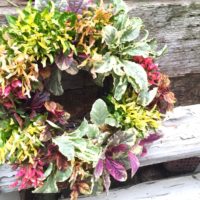 棚や寄せ植えでさらに可愛く！アキランサスの育て方の画像