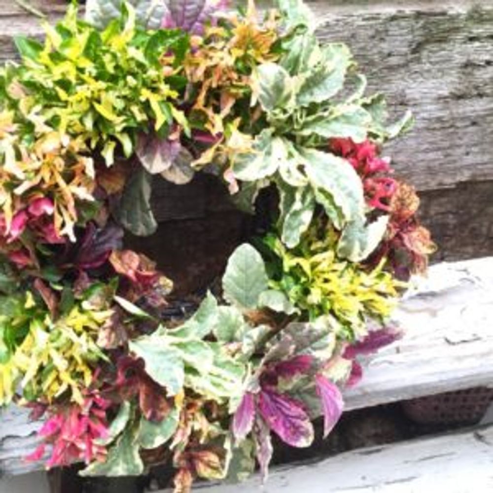 Photo by planteさん