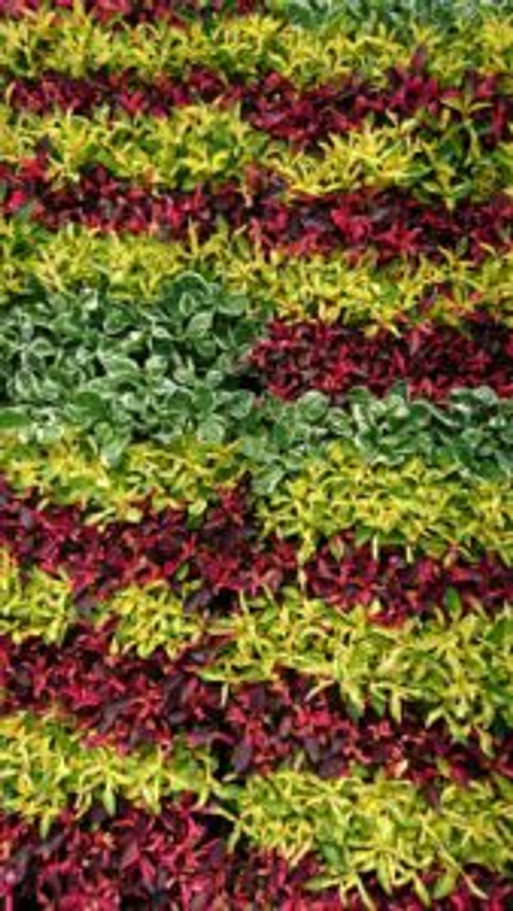 Photo by ミッドナイトさん