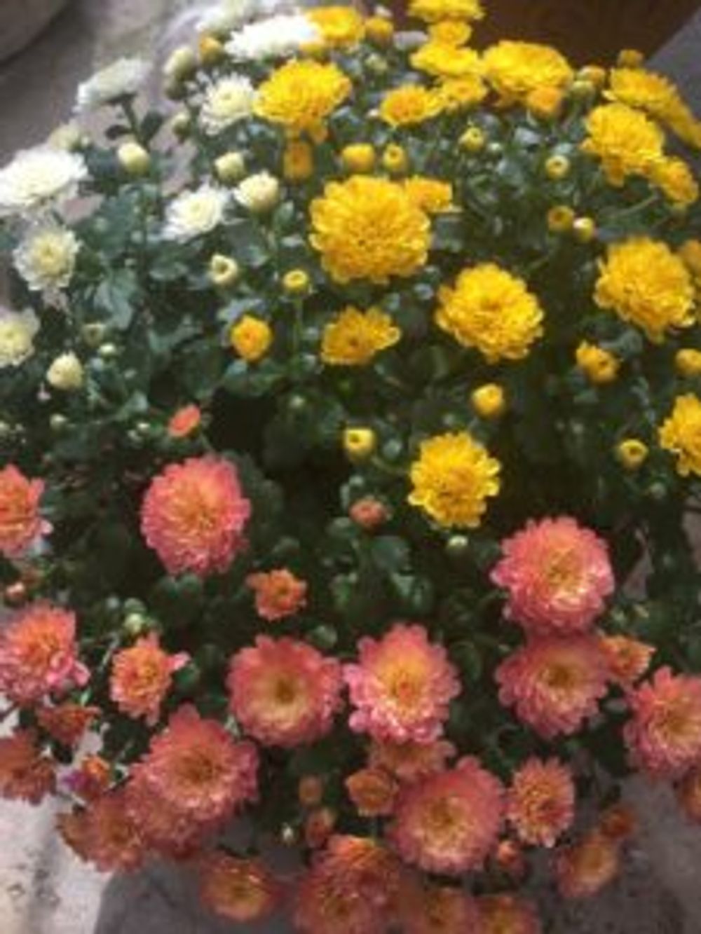 Photo by тамараさん