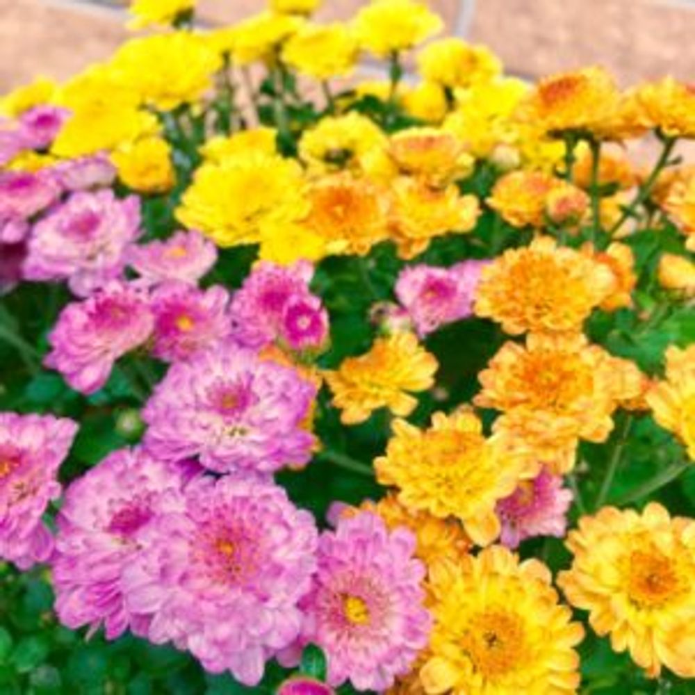 Photo by tsukaさん