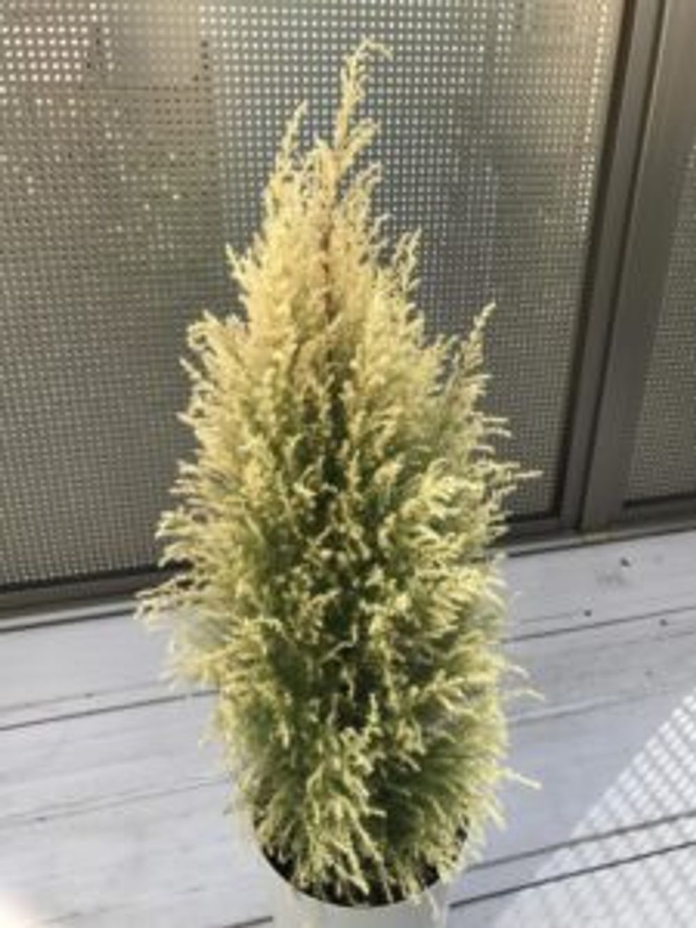 Photo by えむさん