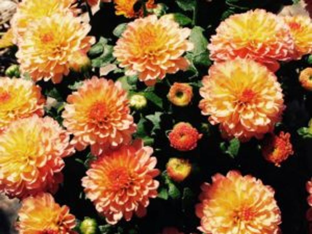 Photo by missyuさん