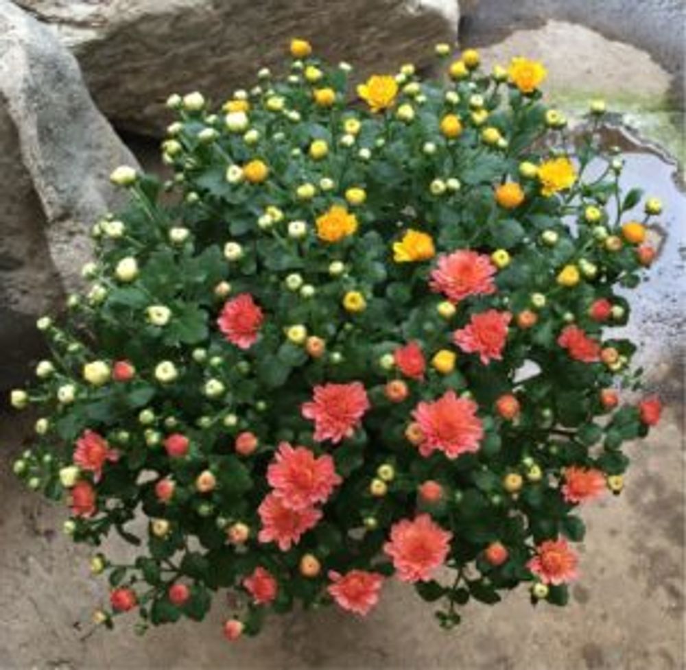 Photo by тамараさん