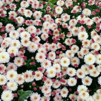 ガーデンマムの花に於いての注意点！の画像