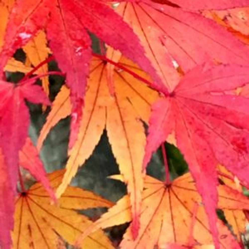 Photo by zuccasawaさん