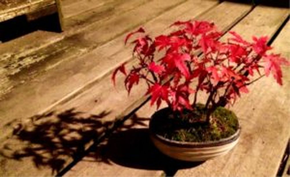 Photo by もみ爺さん