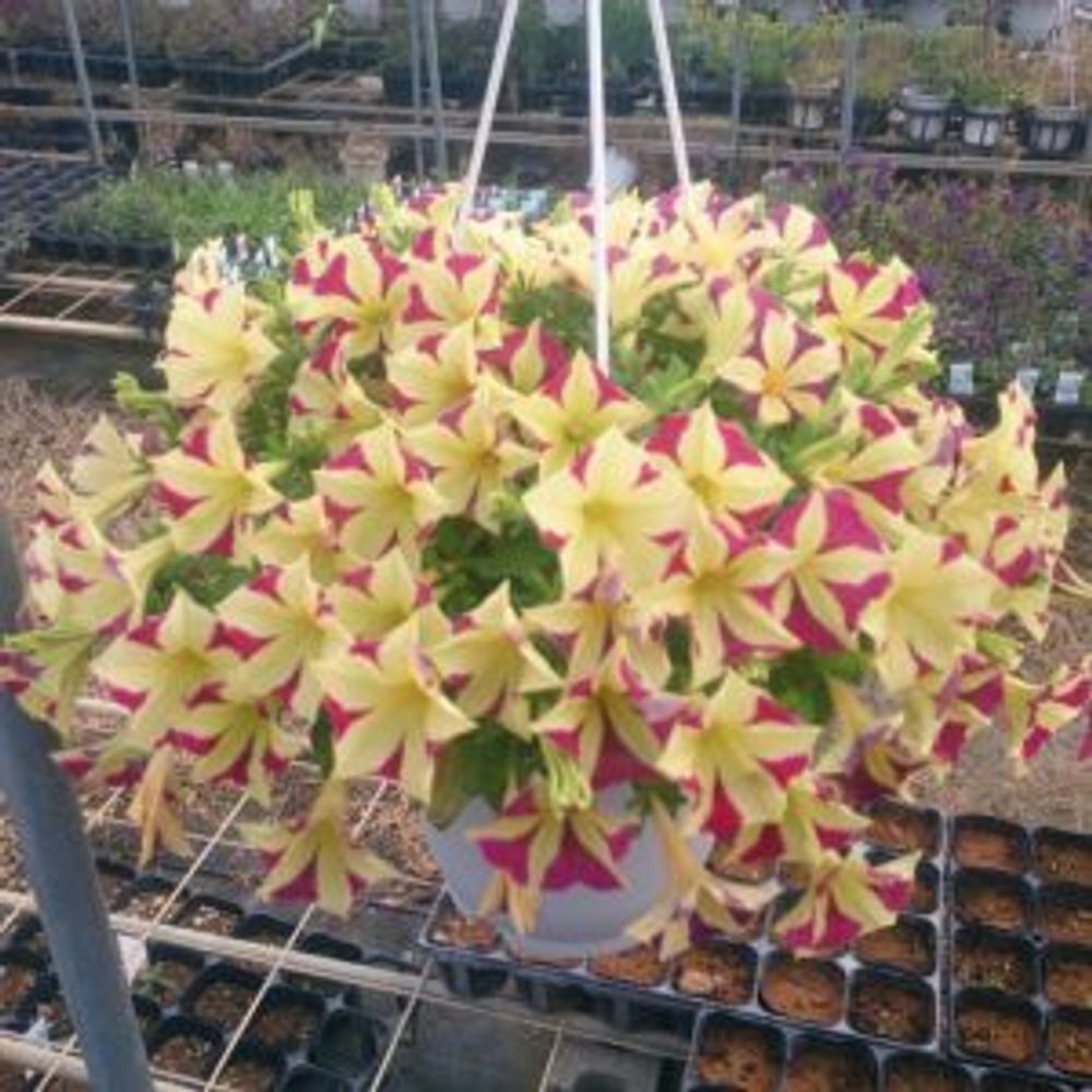 Photo by あん里ガーデンさん