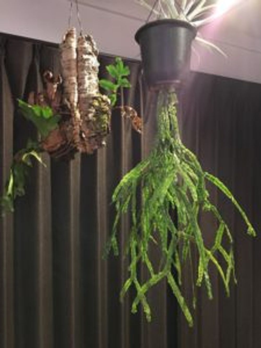 Photo by shin1chaさん