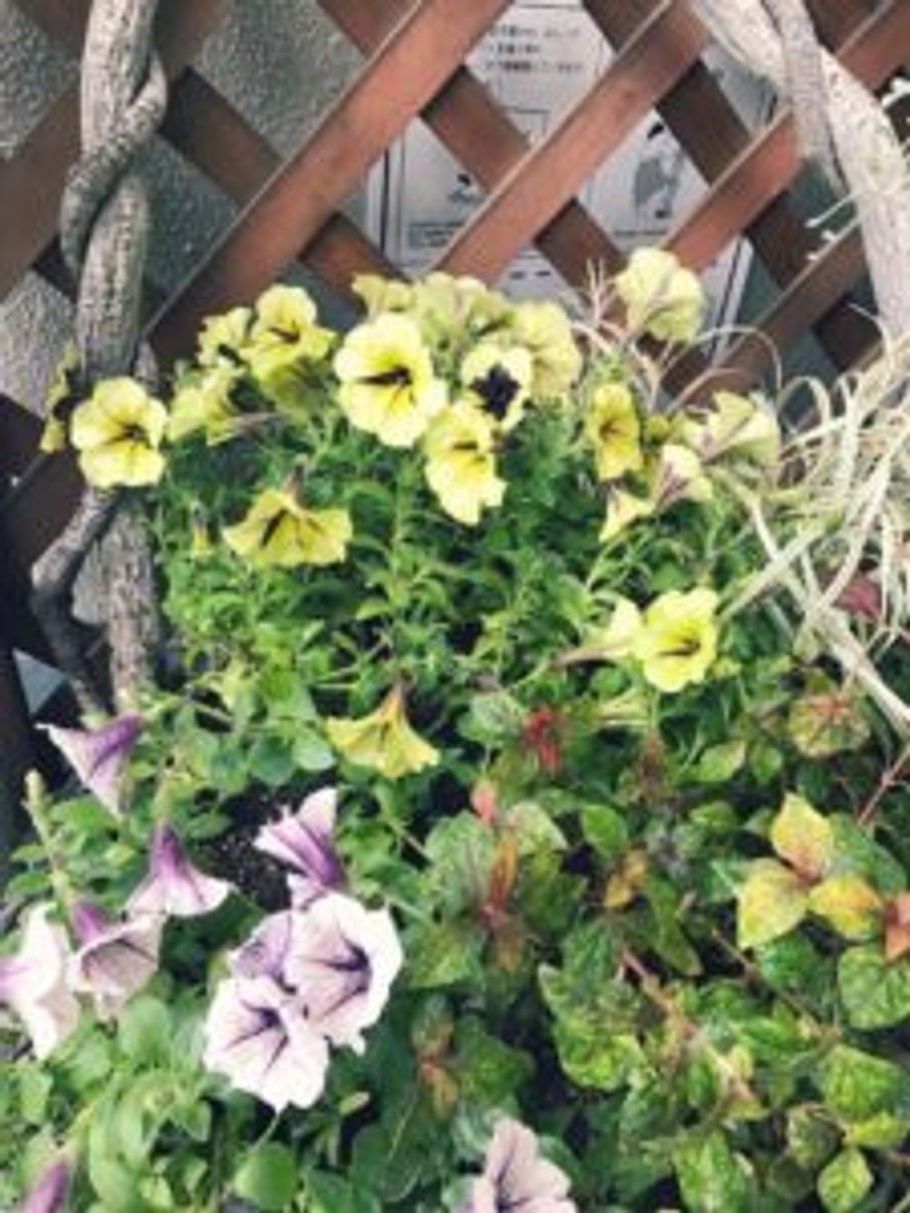 Photo by きんちゃんさん