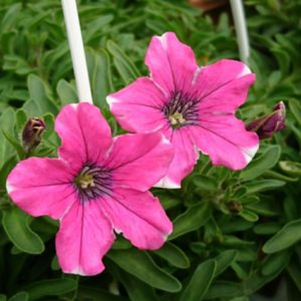 Photo by あん里ガーデンさん