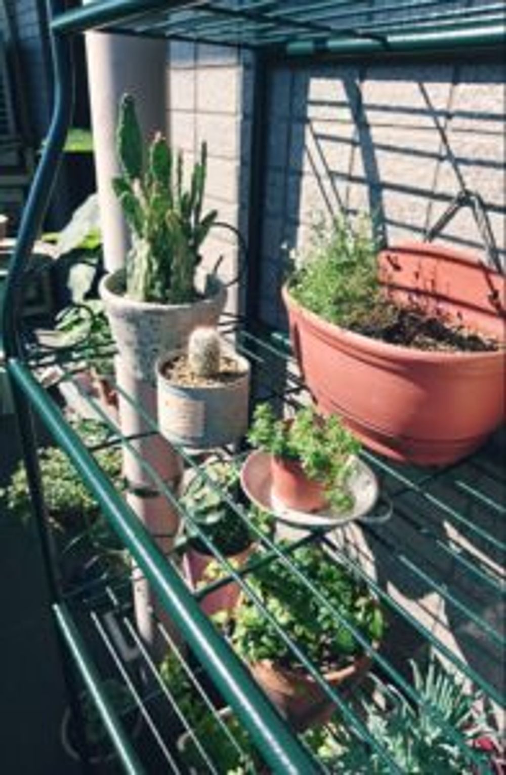 Photo by viola036さん