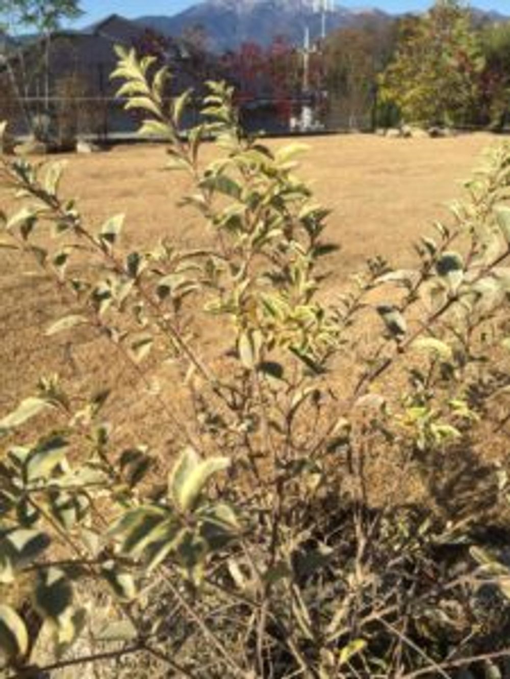 Photo by ぽんちゃんさん