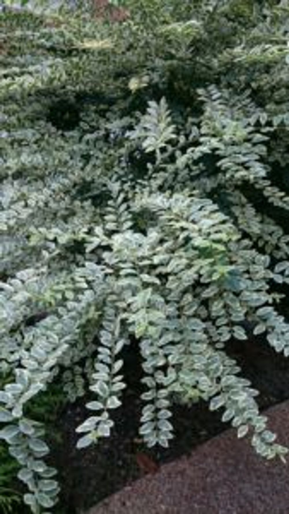 Photo by jmamaさん