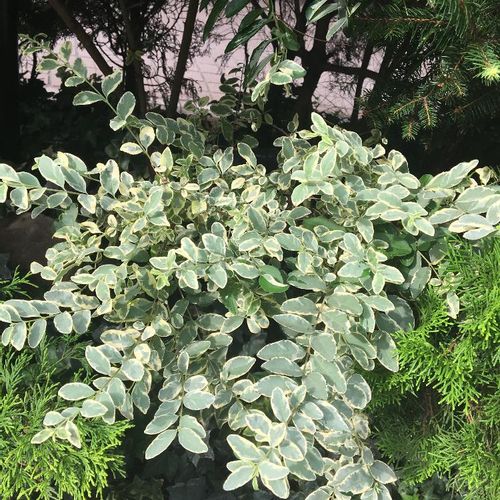 棚に飾りたい！白い花が可愛いシルバープリペット｜?GreenSnap 