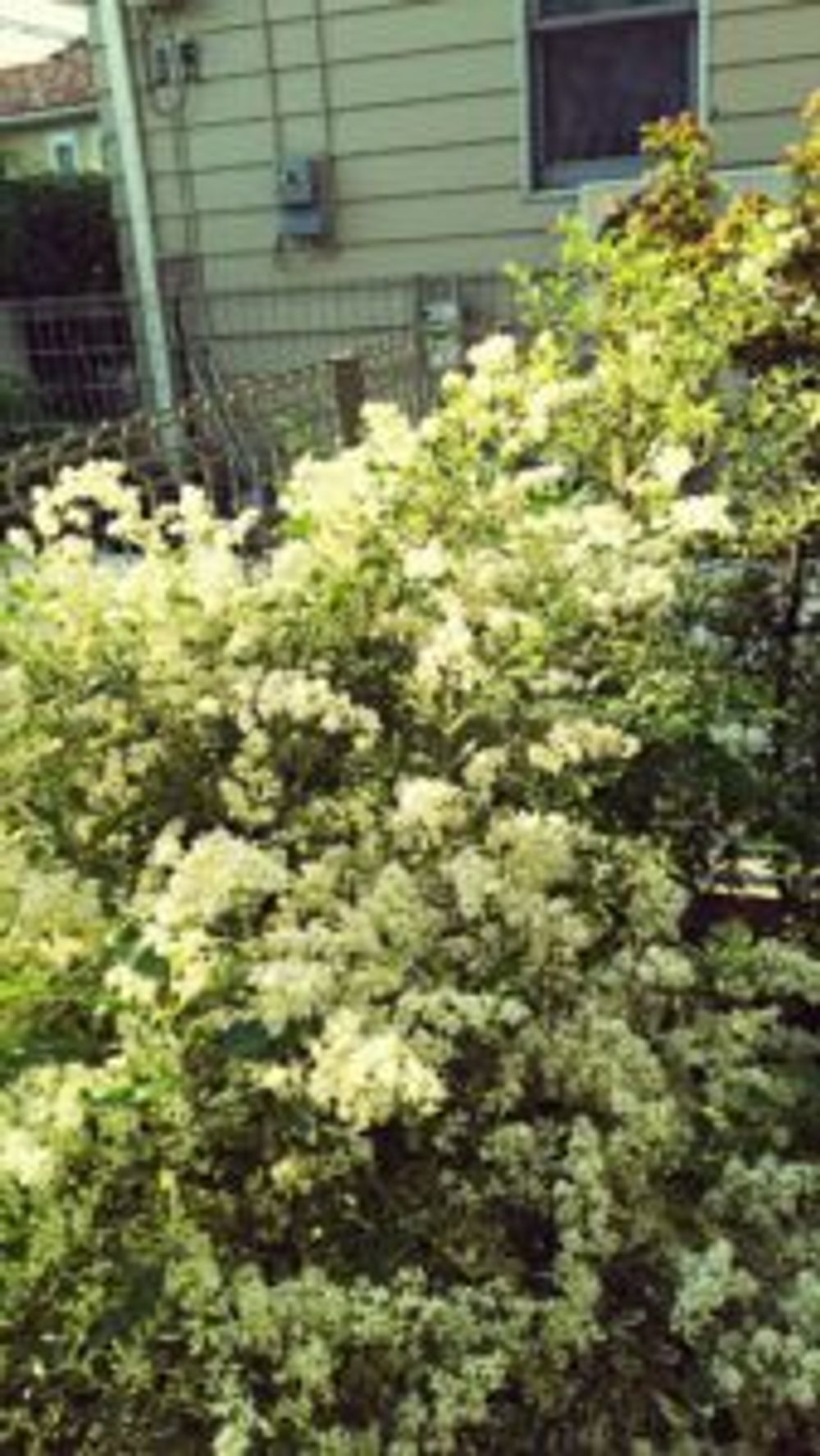 Photo by ishmasaoさん