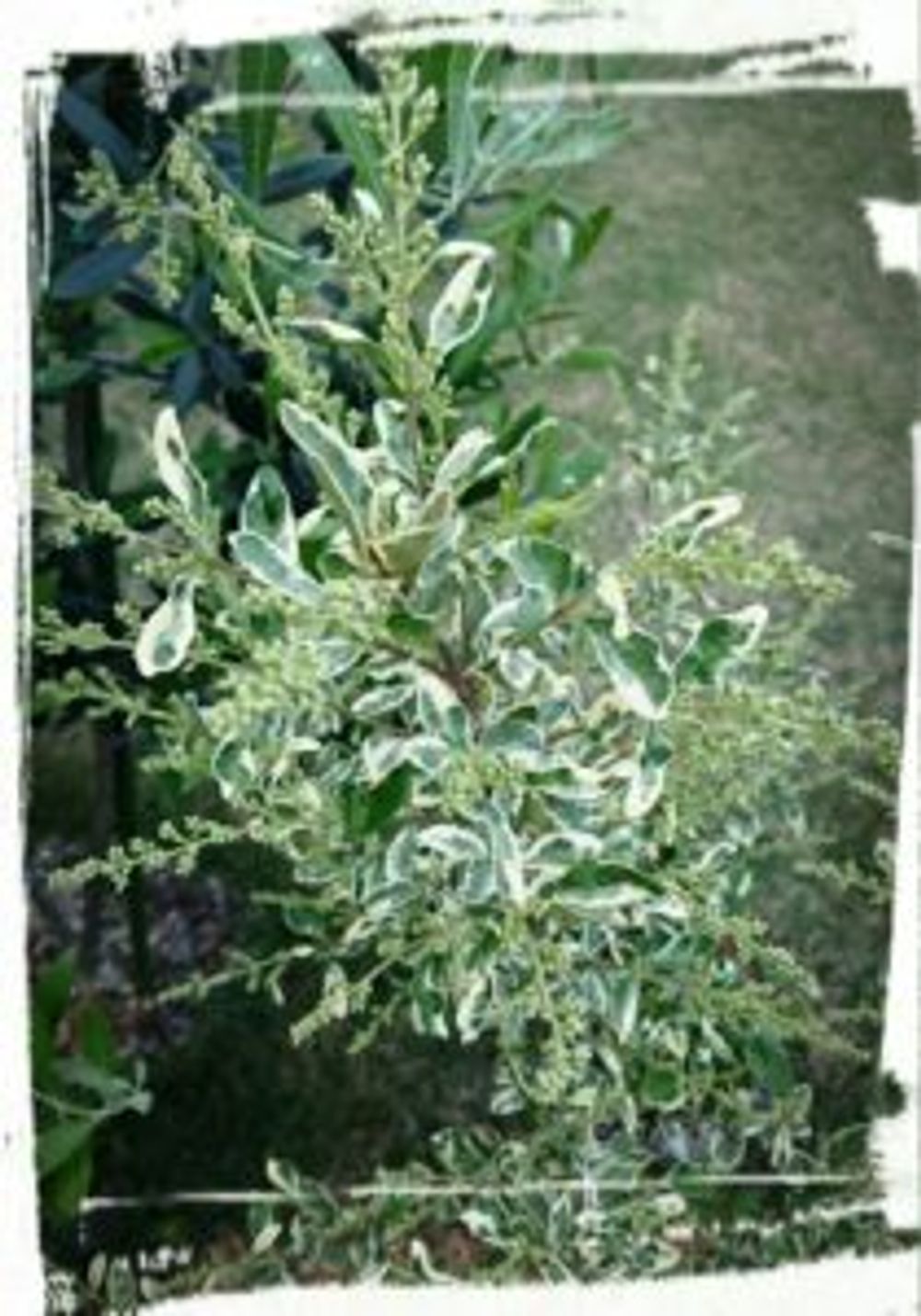 Photo by pradoさん