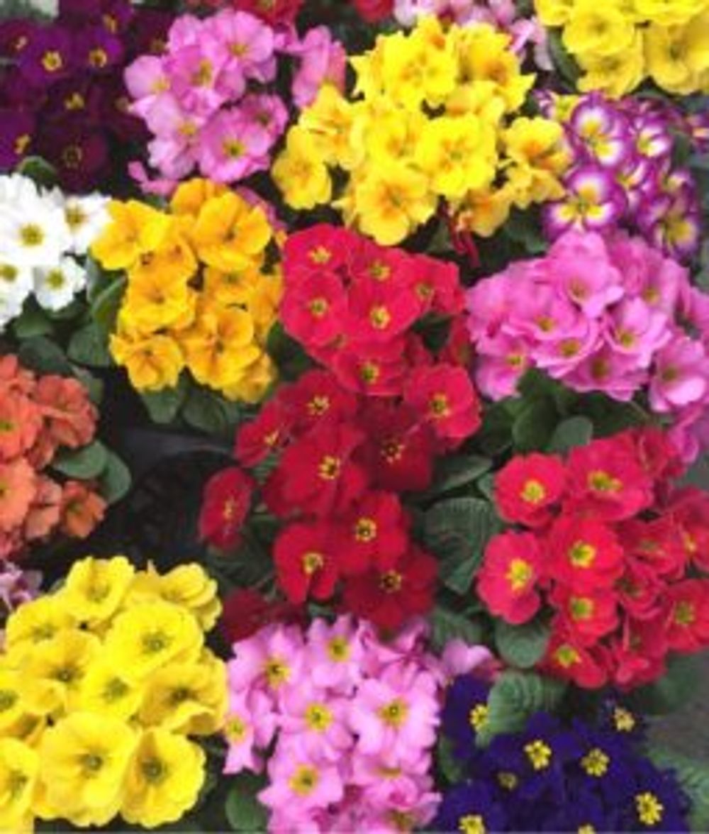 Photo by emptyさん