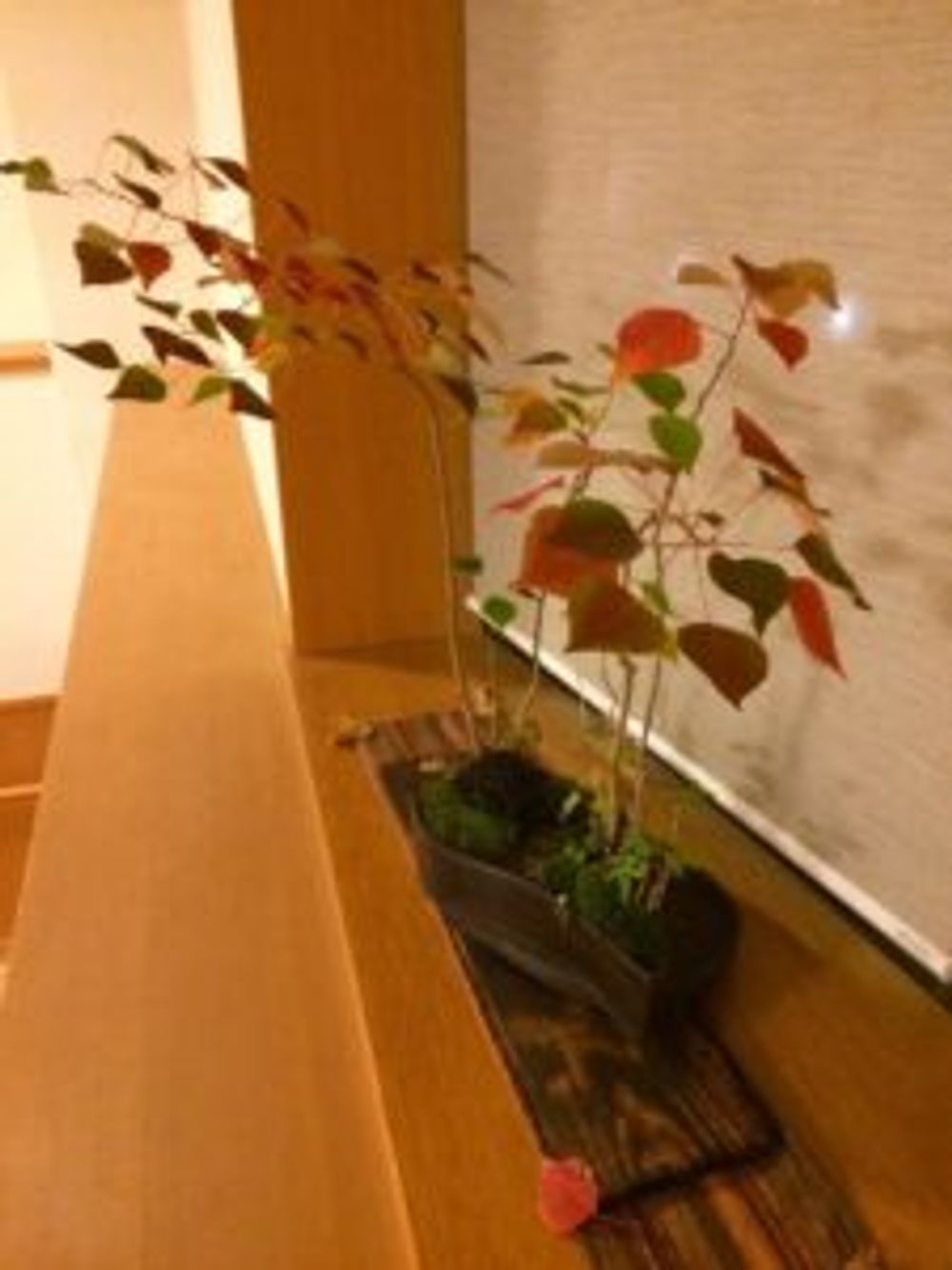 Photo by kokessierさん