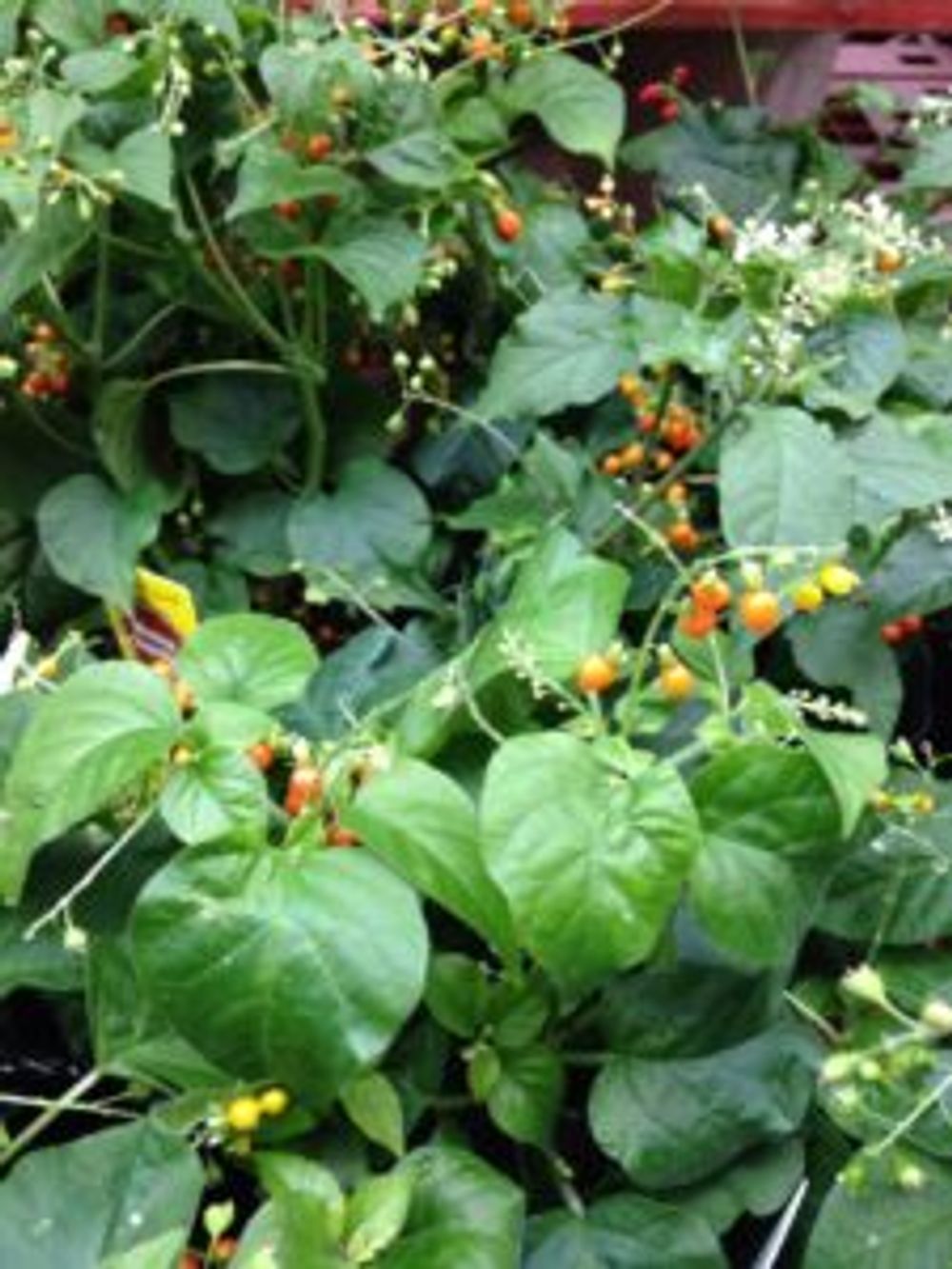 Photo by ハチクロさん