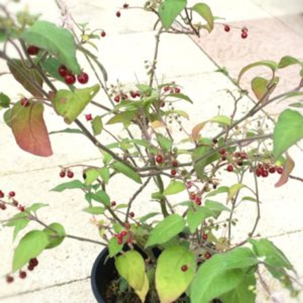 Photo by @happymenu_（ツピたん） さん