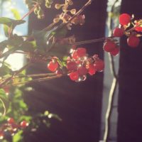 直植えなら柵もOK！ジュズサンゴの育て方の画像