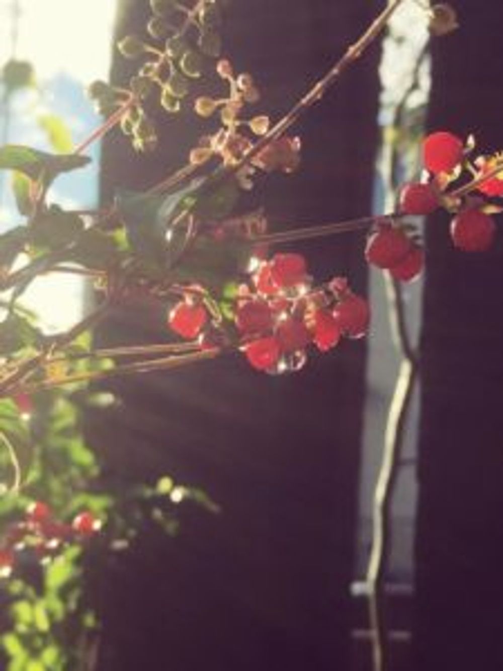 Photo by aiponさん