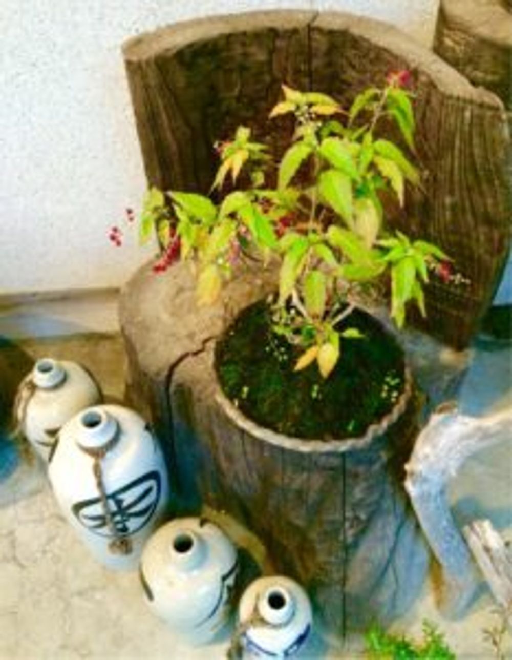 Photo by kokessierさん