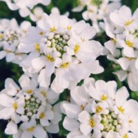イベリスの育て方｜種まきの時期や増やし方は？切り戻しは必要？の画像