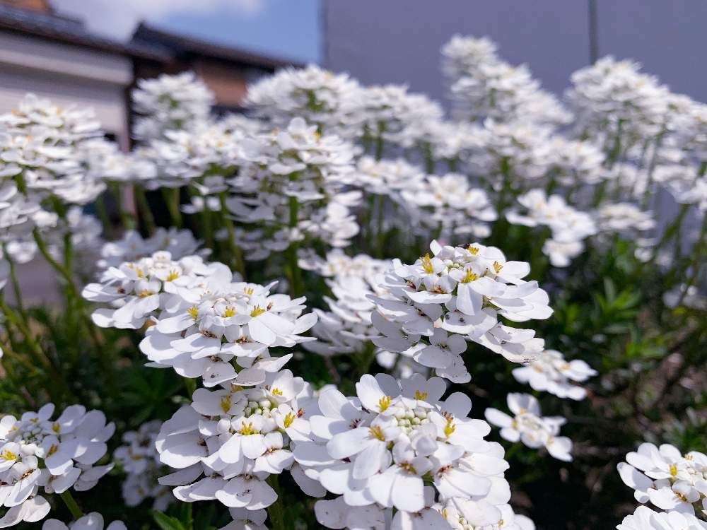 イベリス　白い花