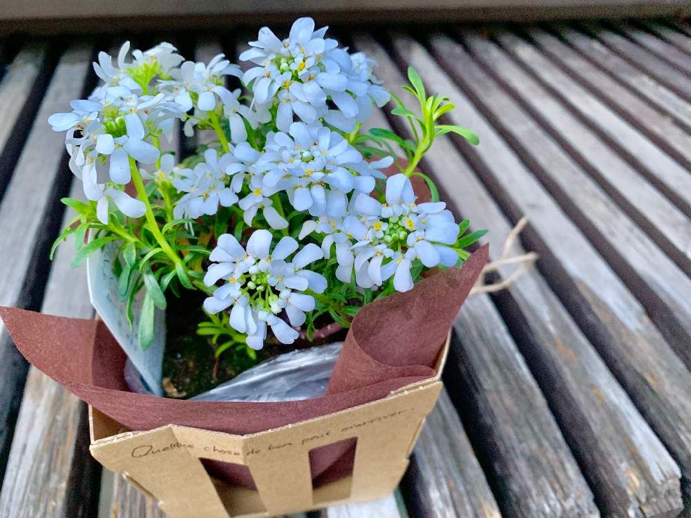 イベリス　白い花