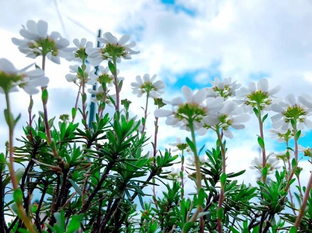 イベリス　白い花