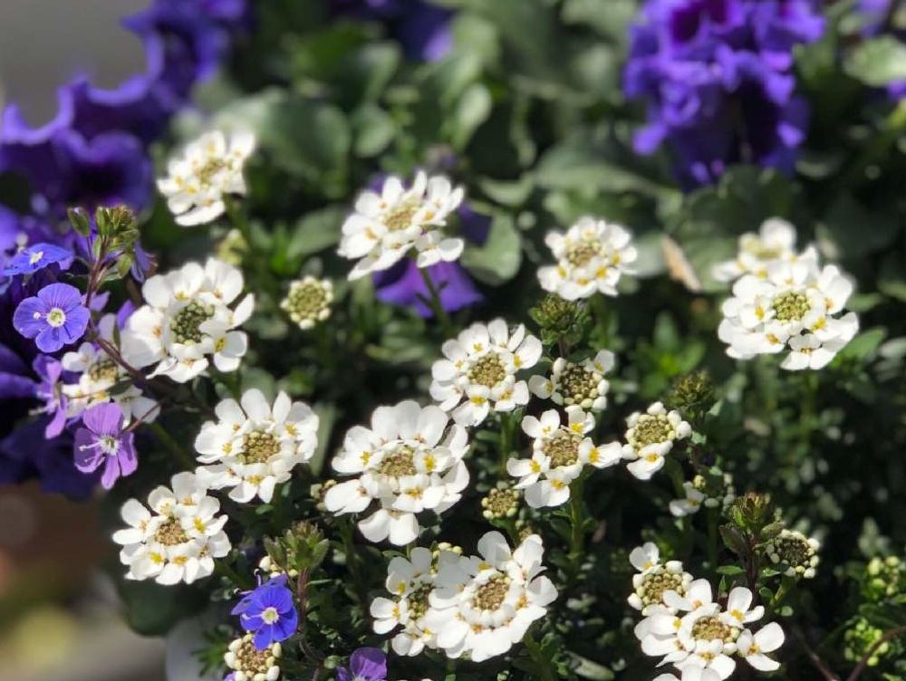 イベリス　白い花