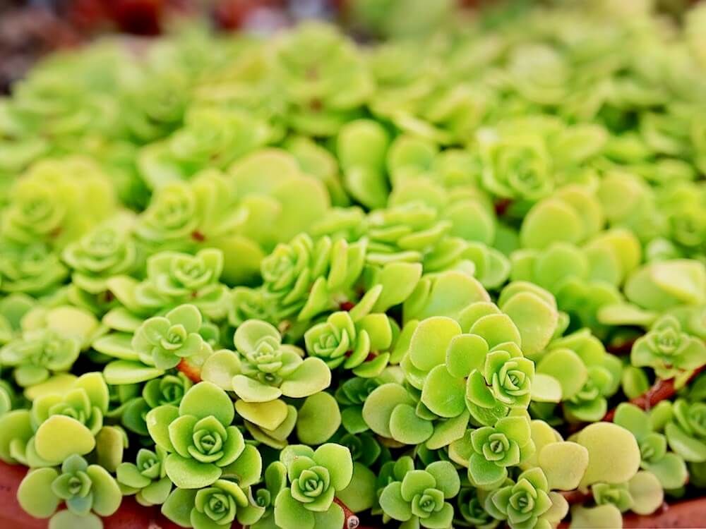 マルハマンネングサ　セダム　多肉植物