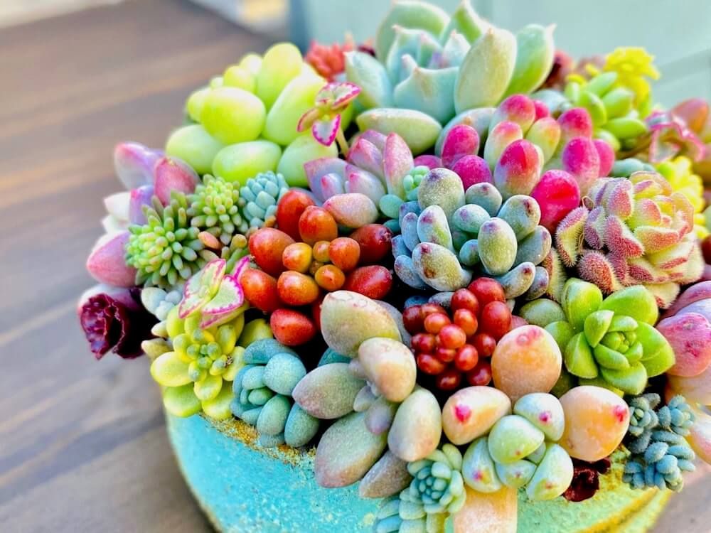 セダム　寄せ植え　多肉植物