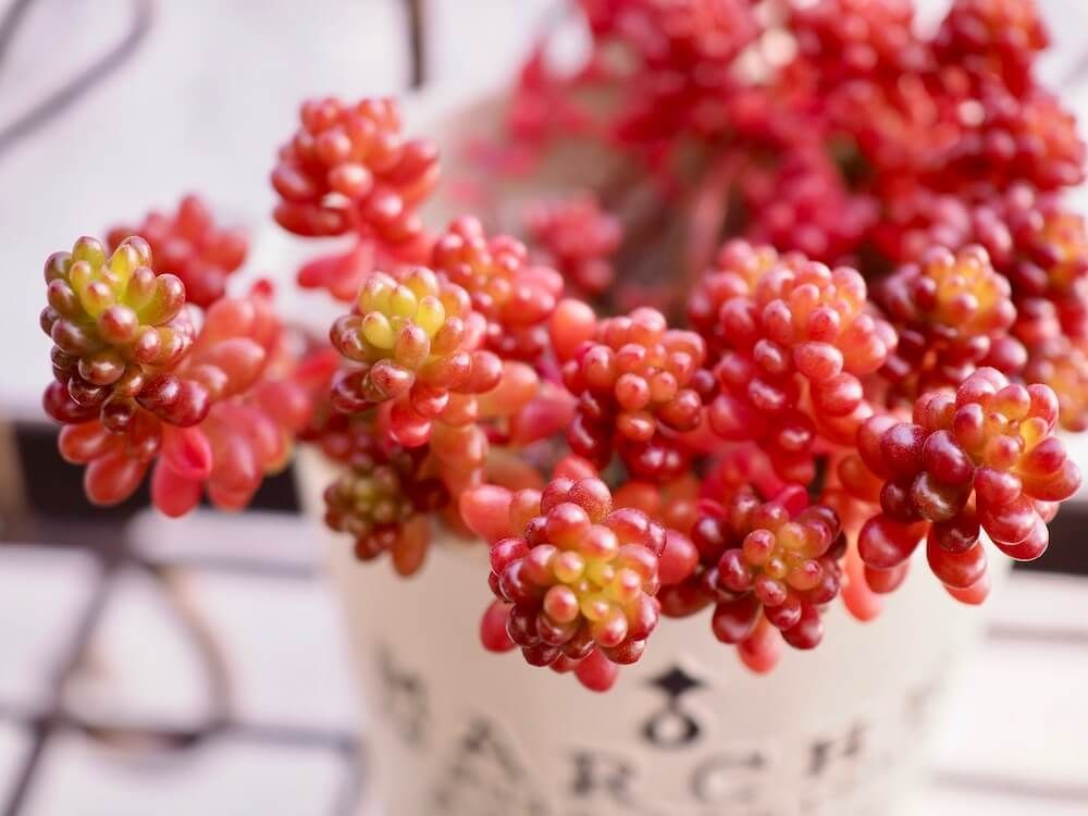 レッドベリー　セダム　多肉植物　紅葉