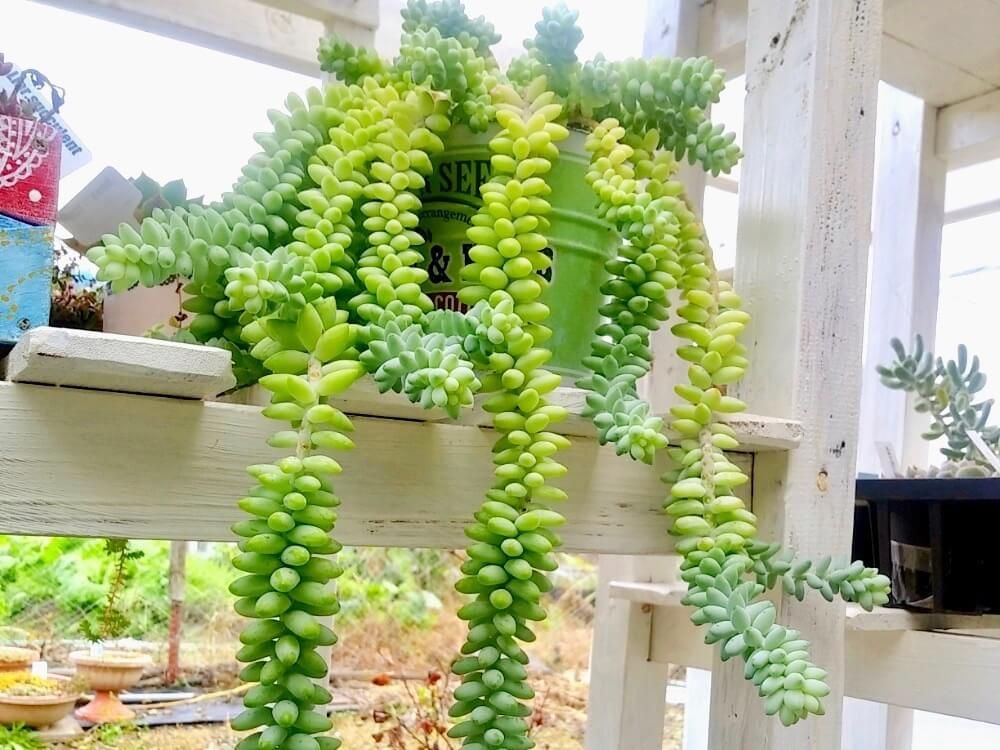 玉つづり　セダム　多肉植物