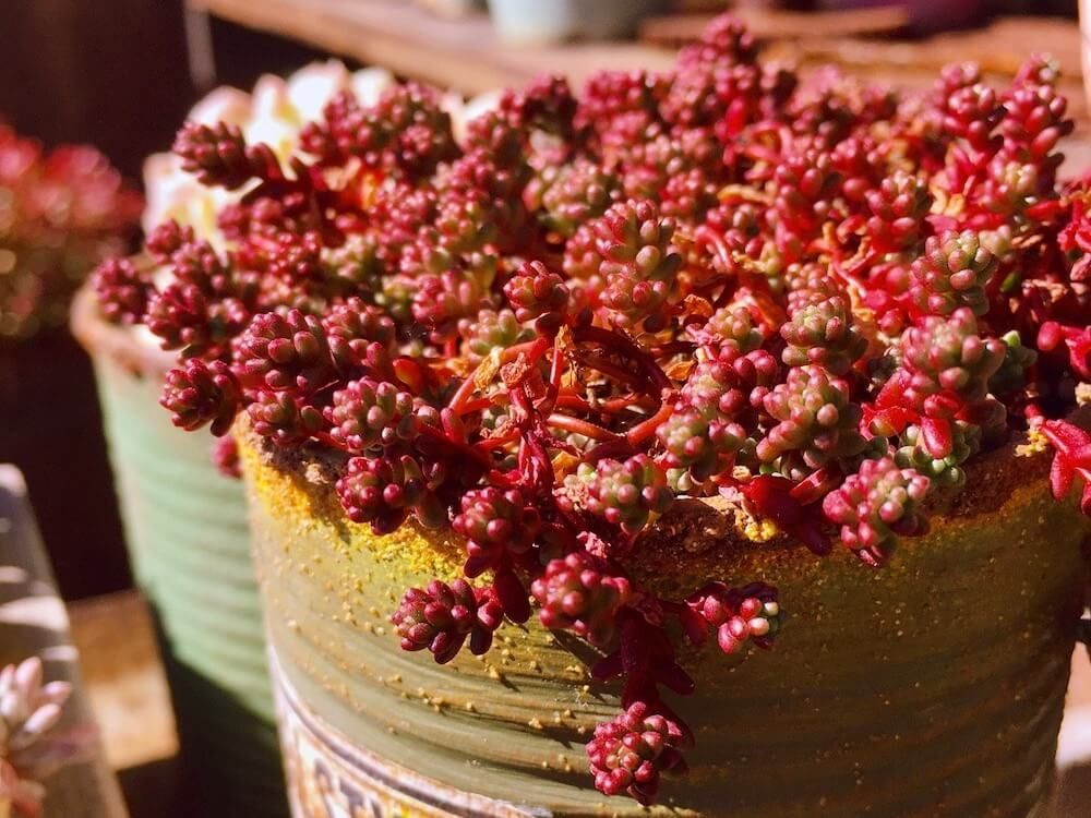 ステフコ　セダム　多肉植物　紅葉
